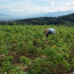 ローズ畑の除草作業は今日も続いています