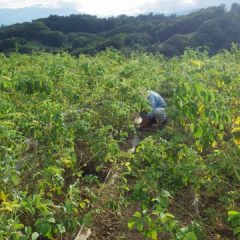 日が暮れるまで除草作業は続けられました