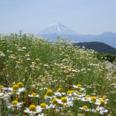 除草の終わったカモマイルは気持ちよさそう