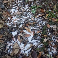 農場の日陰には昨日舞った雪がまだ残っていました