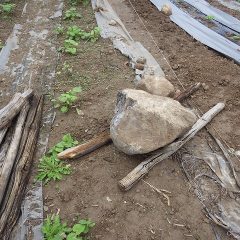 3人がかりでどうにか巨大な石を畑の中から取り出しました