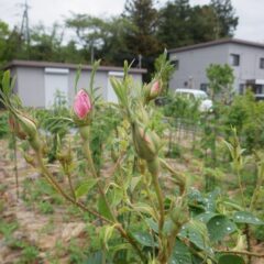 事務局前のローズは開花の準備万端です