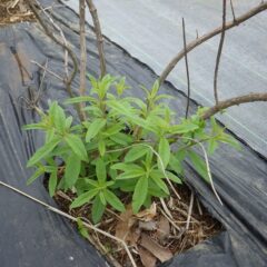 レモンバーベナの新芽も大きく育って来ました