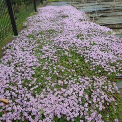 クリーピングタイムの花の絨毯が広がって来ました