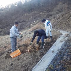 こちらでは蔓延った雑草を掘り取って畑作りをしています