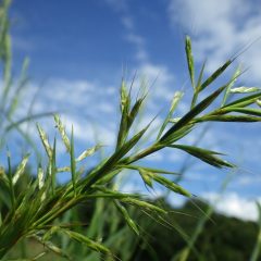 一部で花粉を飛ばし始めていました