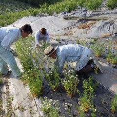 今日も今日とて除草作業