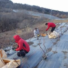 作業は日が沈むまで続きました