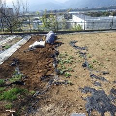 事務局前では再びカモマイル・ローマンの除草作業中です