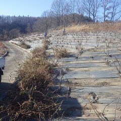 剪定した枝の片付け作業も大仕事です