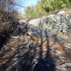 昨日からの強風で農場に続く農道脇の枯れた松の大木が倒れて農道を塞いでいました