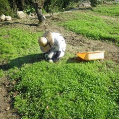 農場ではカモマイル・ジャーマンの除草作業が続いています