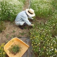 今日もお約束の除草作業で日が暮れます