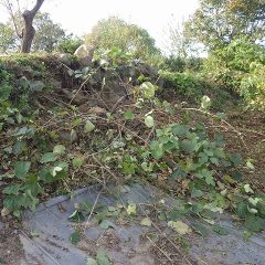 除草してキウイフルーツを救出しました