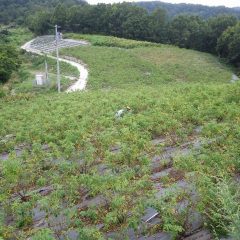 ローズ畑の除草作業も続いています