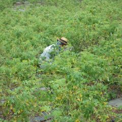 今日は風もなく雨が降りそうな湿度の高い中での除草作業です