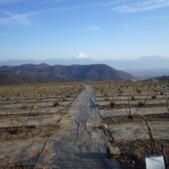 夕方富士山がクッキリ表れ、若芽が夕日に照らされてローズ畑が黄緑色に輝きました