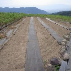 こちらの畑は3本