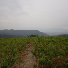 夕方雨が降り出してきました