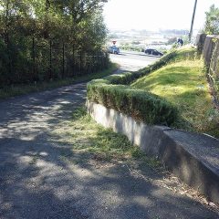 事務局入り口にあるローズマリーの生垣の剪定と草刈り作業