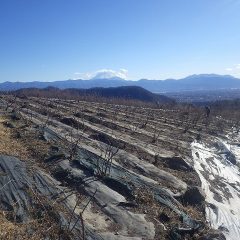 凍えるような風が吹き荒れる中でローズの剪定作業は続いています