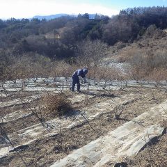 完全防備で剪定作業をしていますが風が当たると痛い！