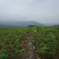 今日も雲が多く蒸し暑い農場です