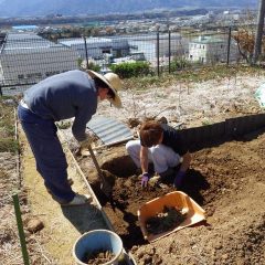 ユーカリ・レモン畑の除草作業