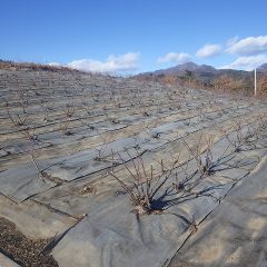 剪定作業が終わって綺麗になったローズ畑