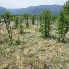 本格的な開花を前に除草作業をしました