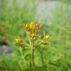 セントジョンズワートに蕾が出来始めました