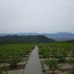 農場のローズ畑