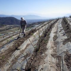 既に出始めた雑草の除草作業も始まりました