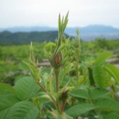 蕾からピンクの花弁が見え始めました