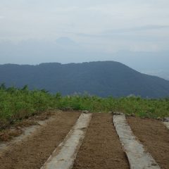 3つの畑に蒔き終わると雲の切れ間から富士山が現れました