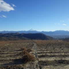 凍て付く様な冷たい風が吹き荒れているローズ畑から2022年が始まりました