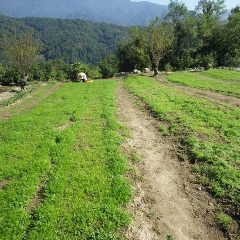 農場ではカモマイル・ジャーマン畑の除草作業が続いています