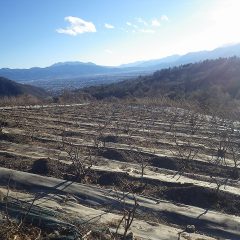 剪定作業が終わって綺麗になったローズ畑