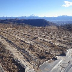 後は芽吹きの春をじっと待つばかり