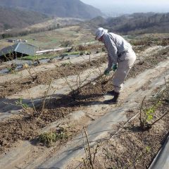 今年も雑草との戦いが始まりました