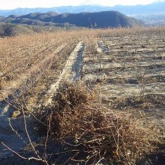 剪定作業中のローズ畑