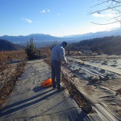 日が傾くと寒さも一段と厳しくなる中で剪定作業は続いています