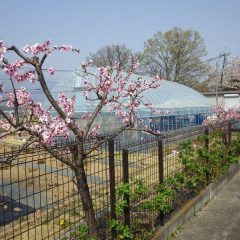 つるバラの若葉とアーモンドの花のコラボレイション