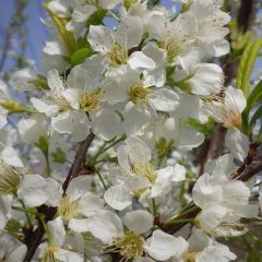 あんずの花が満開になりました