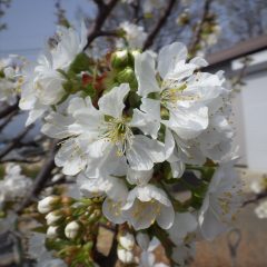 さくらんぼの花が咲き始めました