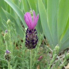 ラベンダー・ストエカスも開花し始めました