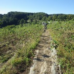 ローズ畑では剪定前の最後の除草作業中です
