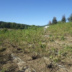 株元まで綺麗になって剪定作業の効率が上がります