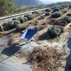 ラベンダー・スーパー＆グロッソ畑の除草した草の片付け作業