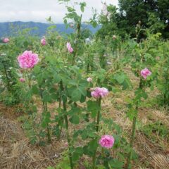 事務局前のローズは昨日からの雨が上がりせっかく咲いた花も下を向いて垂れ下がっています